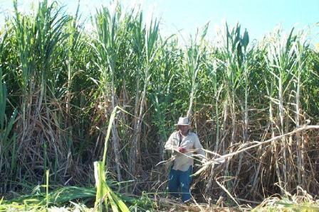Fabrication du sucre de canne