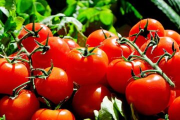 Garniture pour des féculents et légumes