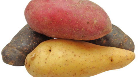 Cuisiner les pommes de terre nouvelles 