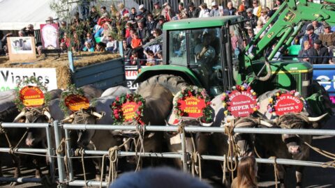 Le bœuf de Bazas